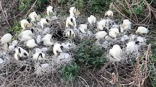 Bird Finding Shelter in Flooded Lands 0006
