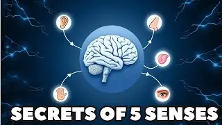 How to Master the Art of Sensory Perception Like a Neuroscientist!