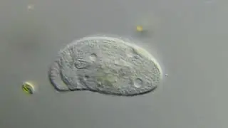 Trithigmostoma