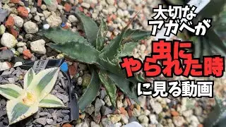 【アガベの被害】害虫にやられてショックを受けているそこのあなた！【アザミウマ】【アガベマイト】【殺ダニ剤】