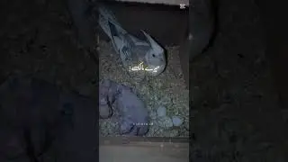 Birds #fyp #birds #parrot #pets #birdslover #pakistan #india #pigeon #chicken #lovebirds
