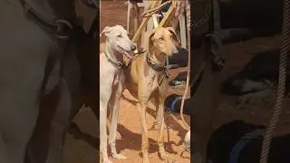 🥵 Kanni dogs ❤️ #shortvideo #shortsfeed #trending #viralvideo #shorts #short #viral #animals #dog