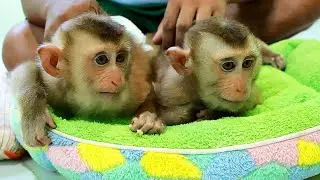 Baby Monkey Sleeping Very Good| Lyly Boki Sleeping Allow Dad Massage Back