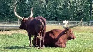 Ankole-Watusi modern American breed of domestic cattle #Sangacattle #Ватусси #длиннорогиебыки