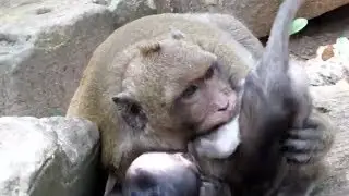 Sweetpea Busy Monkey Playing And Hit Maddix Baby Monkey Very Strong