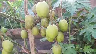 Mostrando  minha horta tenho muita coisa pra mostra pra voc&ecirc;s 😱