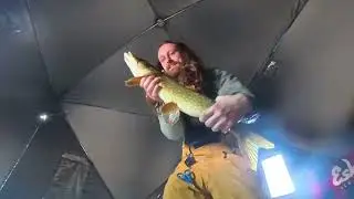 Wabamun ice fishing for walleye, catching pike and perch