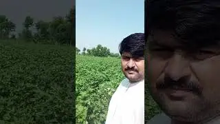 look at the #beauty of #cotton #cropfields #agriinfo #agriculture #cropproduction #muhammadamiriqbal