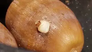 Acorn Weevil Larva Emerging From Acorn In Time Lapse