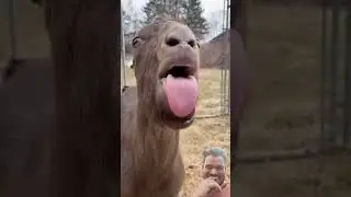 #funny #goat #comedy #animals #memes #meme #laugh