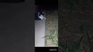 felinos com vis&otilde;es que surpreende, o &uacute;ltimo &eacute; fora da compreens&atilde;o rs