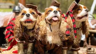 Howloween on Small Dog Day