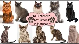40 Different Cat Breeds ~ in Pictures ~😻