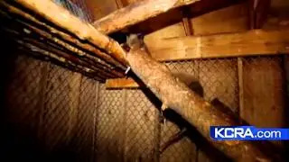 New information in bear cub case