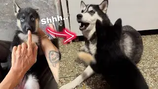 Cheeni&rsquo;s puppy Angry 😡| dog can talk part 201 | Roxycheeni | Cheeni ke puppies | Review reloaded