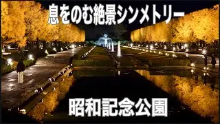 🍁絶景🍁日常を忘れる日本庭園の絶景リフレクション 昭和記念公園の紅葉ライトアップが凄い！国宝級の盆栽　#紅葉 #夜景 #日本庭園 #イチョウ #盆栽 