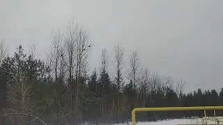 RAVENS Talking - in Clearwater BC #ravens 