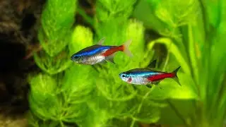 The Happy Fish