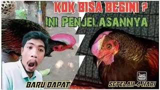 3 HAL YANG WAJIB TERJADI SAAT MEMBELI AYAM HUTAN HIJAU FRESH ( BARU TERTANGKAP)