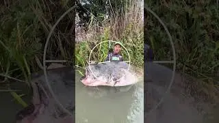 Top 3 Largest Freshwater Fish in the World