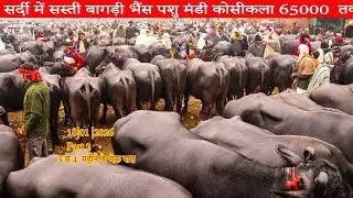 18/01/2026  part 2सर्दी में सस्ती हुई बाखड़ी भैंस  बाखडी ही बाखड़ी 3 से 4 महीने की चेक पास 