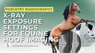 X-Ray Exposure Settings for Equine Hoof Imaging: Get kVp and mAs Right