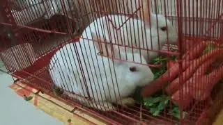 Sunny and bobby deol #cute #rabbit #day-198 sunny ko meri god me aana hai 🫣