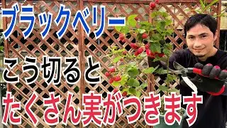 【ブラックベリー】コンパクトに上手な管理方法教えます！【ガーデニング】【園芸】