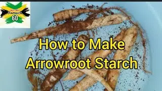 How to Make Arrowroot Starch Tutorial || Its Uses  #Jamaica60