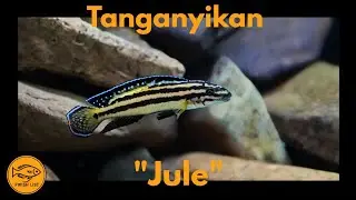 Julidichromis Care Guide