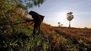 ดักหนูตามขอบสระตามสวนมาลุ้นกันครับ ￼