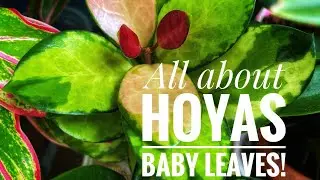 My Hoya collection new growth | 20+ types of baby leaves!