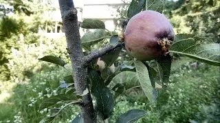 San Jose Scale - Apple Tree || Himachal Pradesh, India