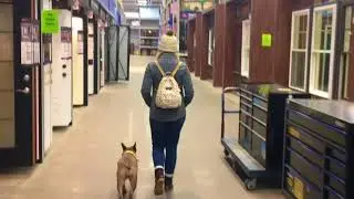 2 Year Old Australian Cattle Dog | Best Heeler Dog Training Oklahoma | Board and Train