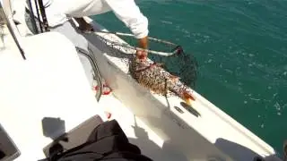 6360180 Joes Mangrove Snapper 19Nov2012.MP4