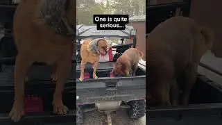ATVing With Dogs--2 Personalities, Same Ride