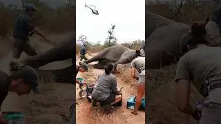 Up Close with a HUGE Sleeping Elephant!