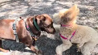 Riley with 2 labs playing at the ￼doggie park ￼