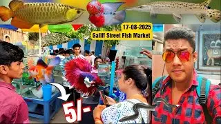 Recent Aquarium Fish Price Update | Galiff street Fish Market | Galiff Street new video 17-08-2025