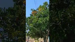 would you like to eat malta #nature #villagelife #mountains #monsoon #viralvideo