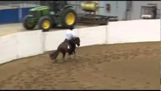 Taylor Made Magnum, 2007 stallion by Magnum Chic Dream