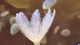 2017.11.25 - Micro Reef Tank
