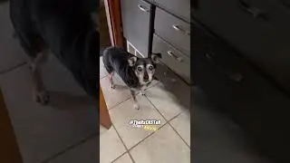 Dogs & Tubs, a Love Hate Relationship! - RxCKSTxR Comedy Voiceover
