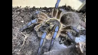 Harpactira pulchripes, Golden Blue Legged Baboon Pairing