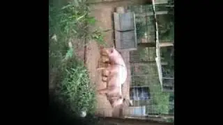 Willie Parks' pigs