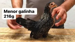 Top 5 das menores galinhas | Mini Garnize