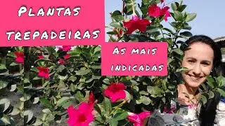Plantas Trepadeiras