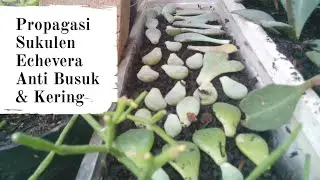 Media Tanam Anti Gagal Untuk Propagasi Sukulen Echeveria