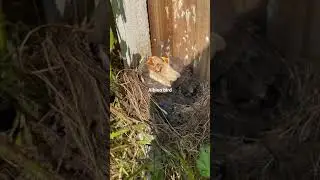 Albino bird uk