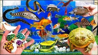 Great Catch Colorful Aquarium Fish In Small Pond, Pencil Fish, Baby Turtle, Koi, Angelfish, Guppies